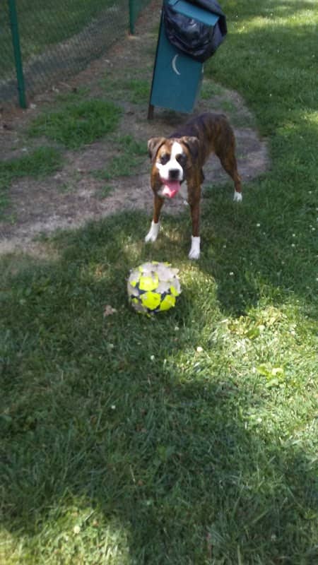 Dog Park - Image 1