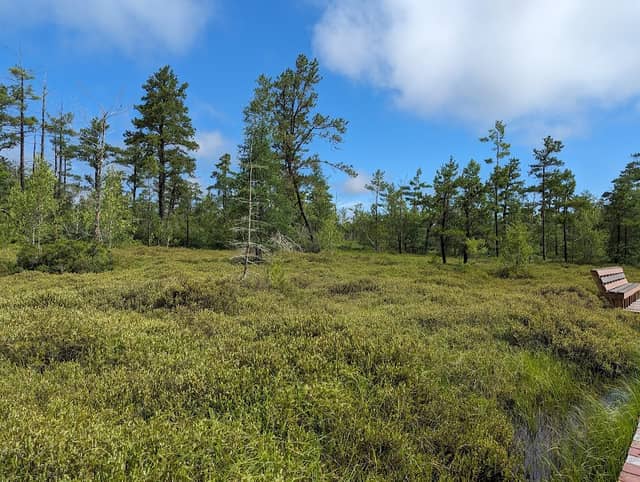 Saco Heath Preserve - Image 1