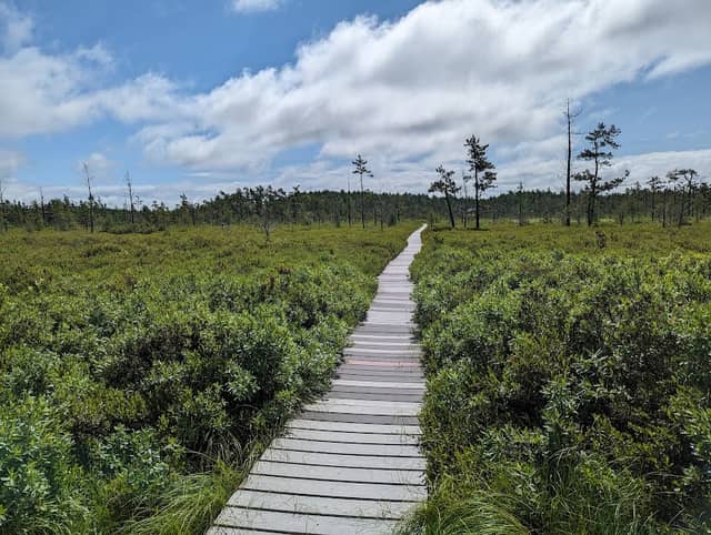 Saco Heath Preserve - Image 2
