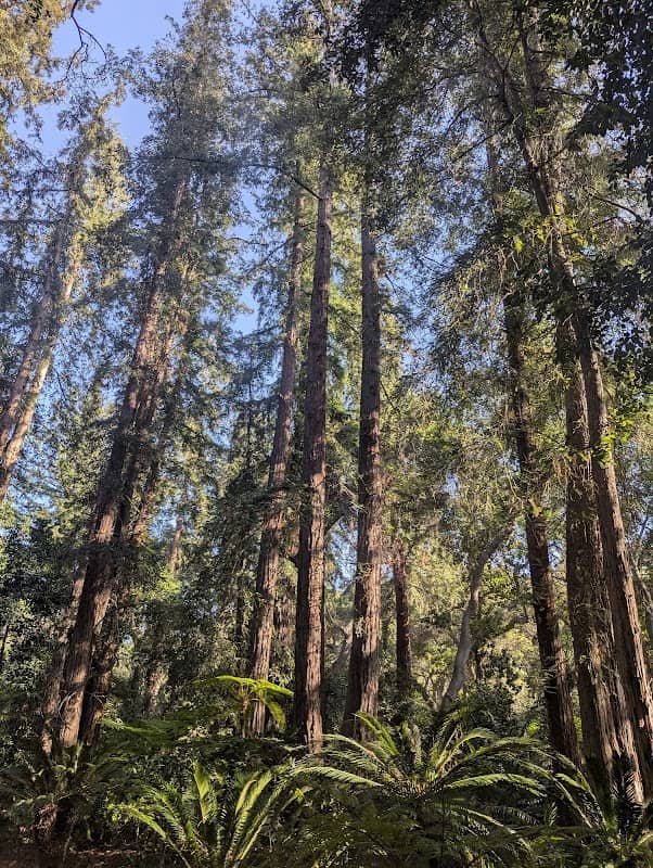 Ancient Forest - Image 2