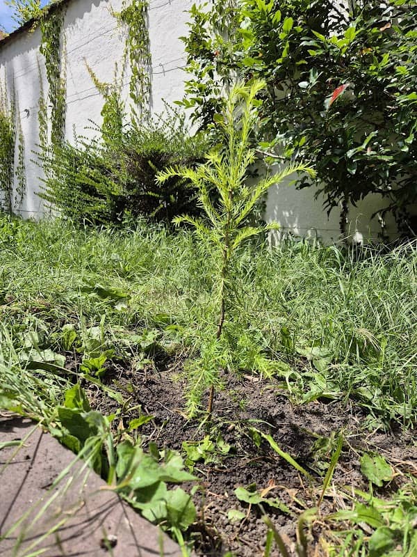 Baum der Liebe - Image 2