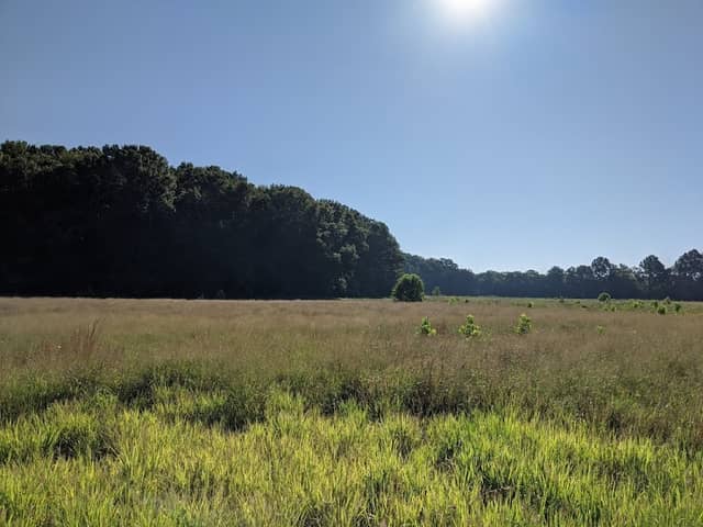 Wetland Observation Deck - Image 1