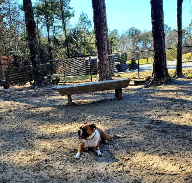 Harvest Bark Park - Image 2