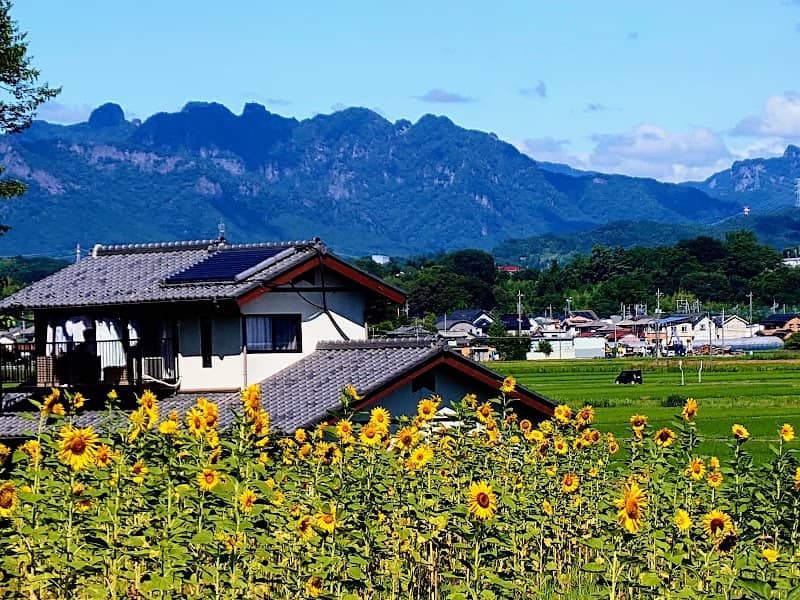 尾崎村のひまわり - Image 1