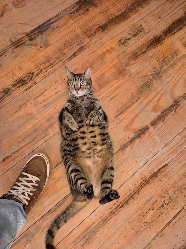 Gato gordo *fat cat* - Image 2