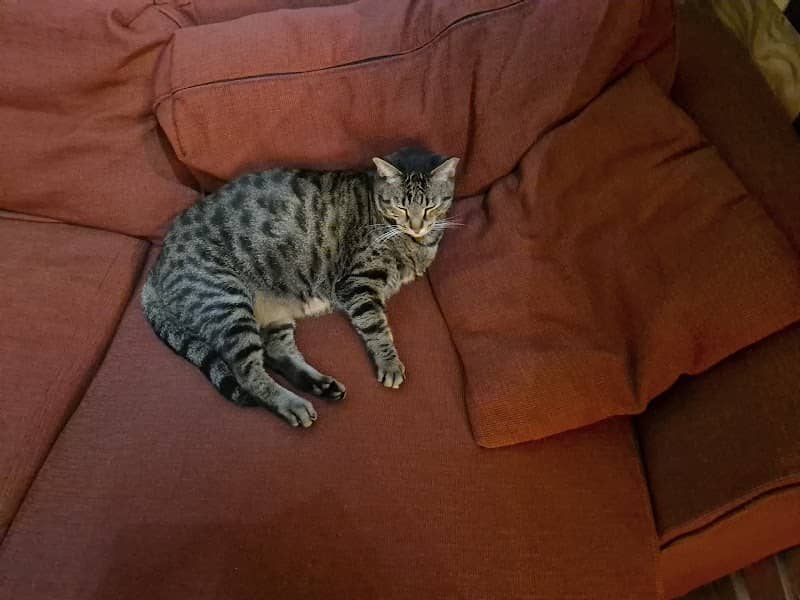 Gato gordo *fat cat* - Image 1