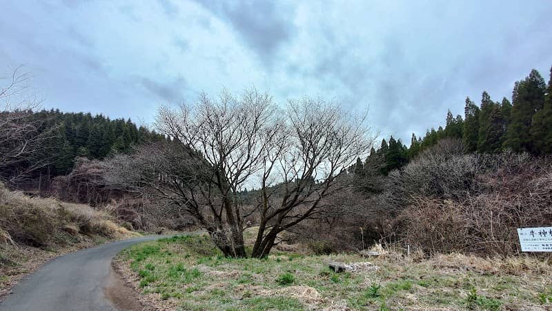 牛神桜 - Image 1