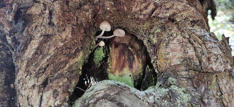 Castaños milenarios - Image 2