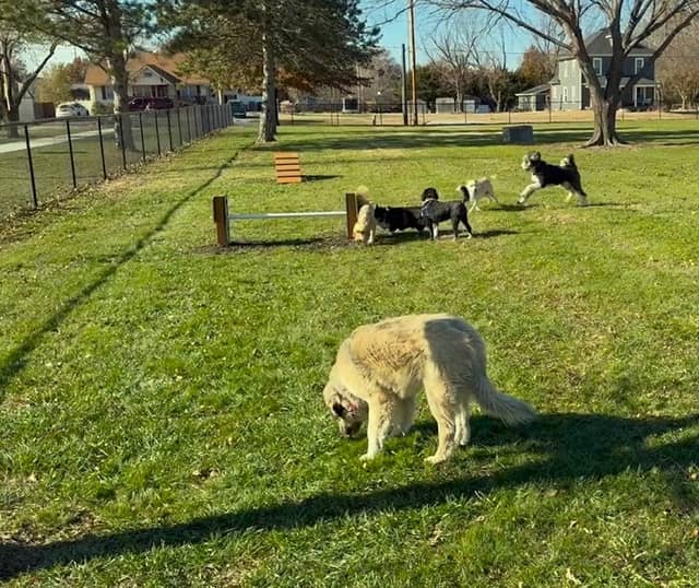 Hickory Dog Park & Playground - Image 1