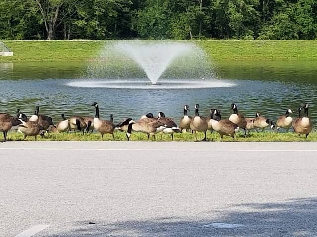 Westminster Community Pond - Image 2
