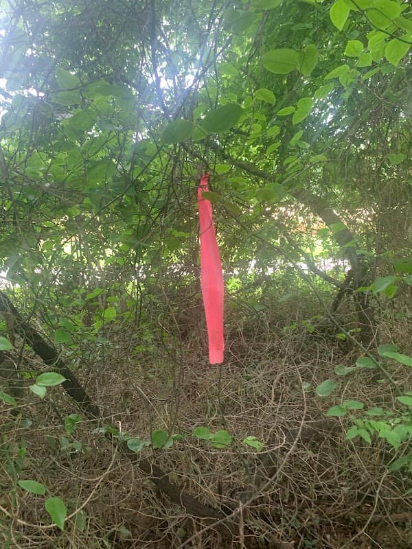 NUT TREE - Image 1