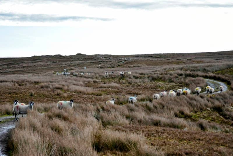 Great Knape trig point - Image 2