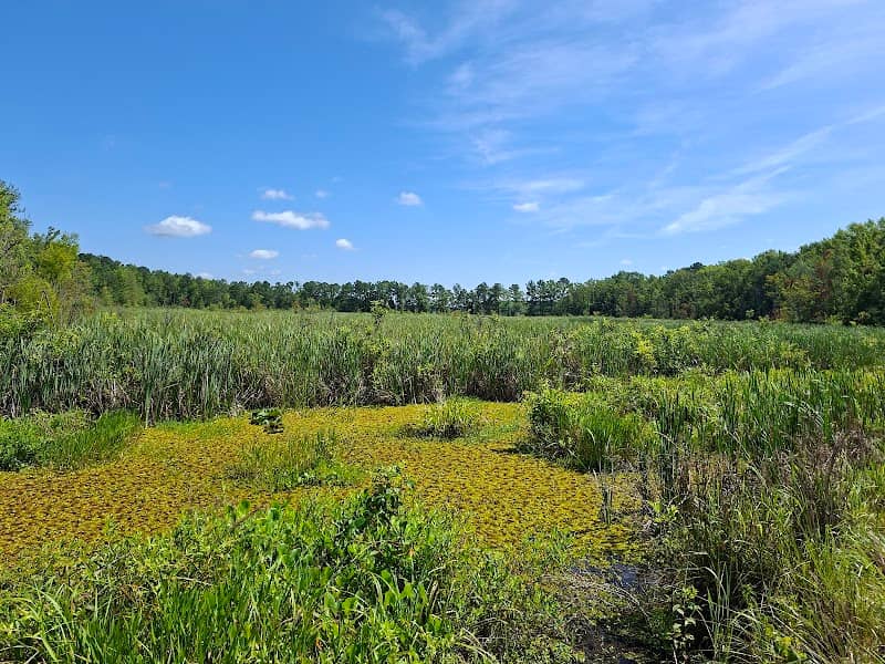 Santee National Wildlife Refuge - Cuddo Unit - Image 1
