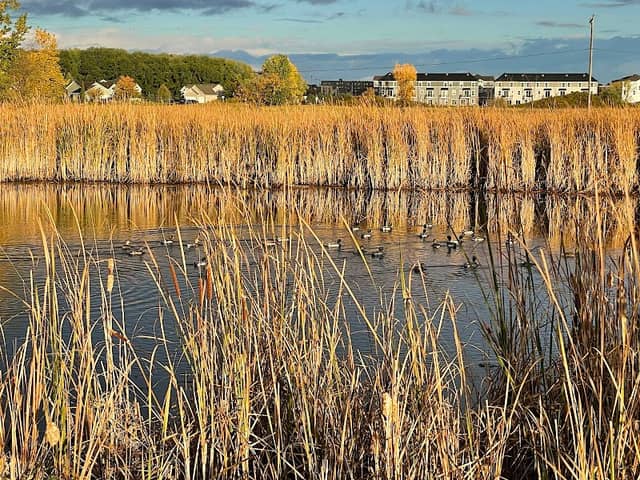 Lynch Park - Image 3