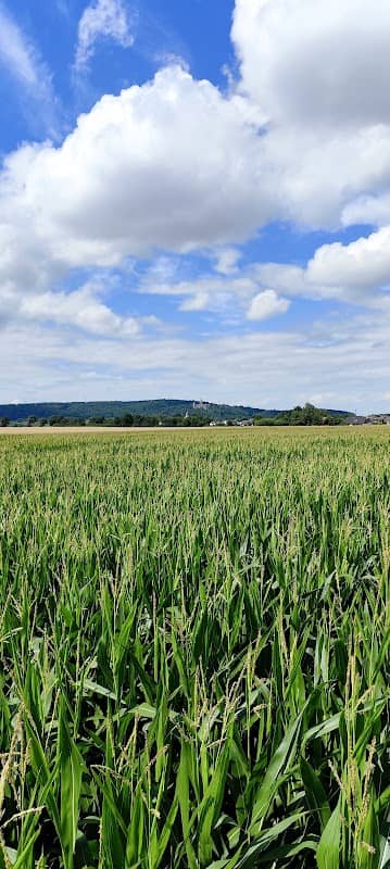 Maislabyrinth Burgstemmen - Image 1