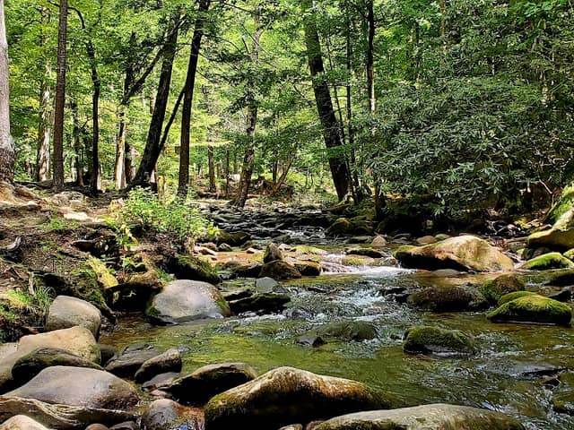 Cades Cove Picnic Area - Image 2
