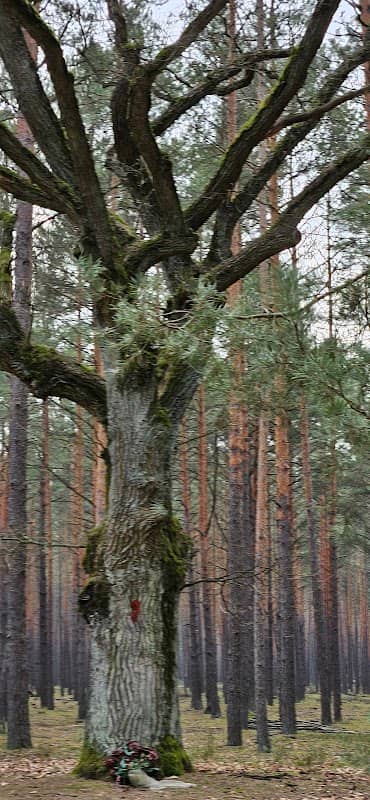Pomnik przyrody Dąb Ignacy - Image 1