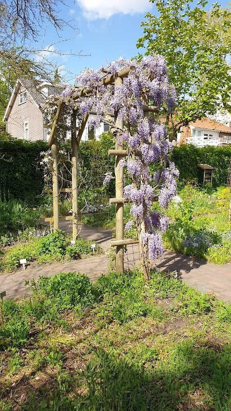 Costerustuin Hilversum - Image 2