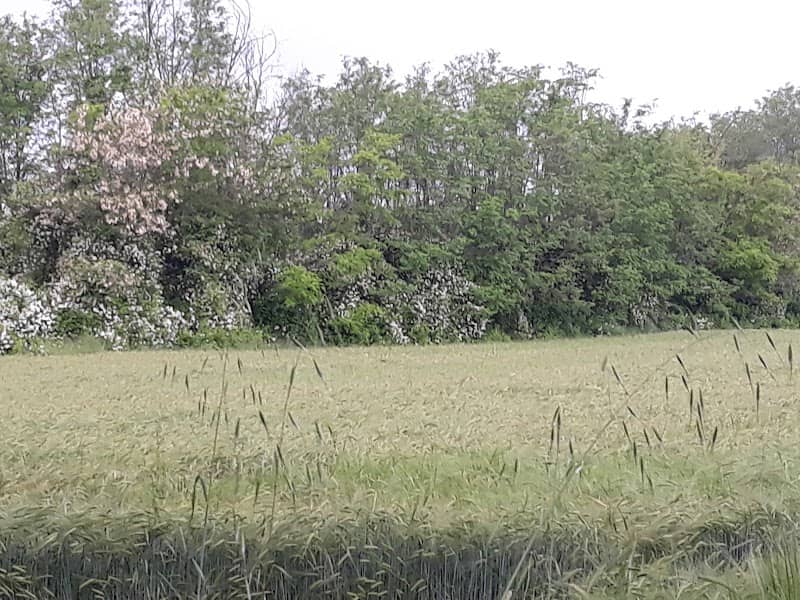 Parco Agricolo Nord Est - Image 1