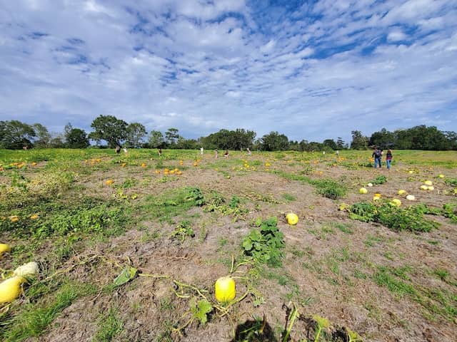 Williams Family Farms - Image 1
