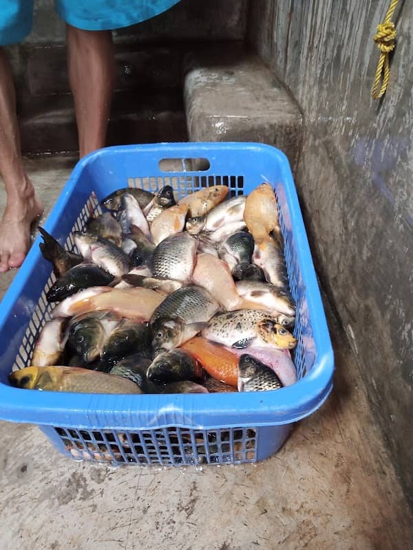 Suplayer ikan mas cirata - Image 2