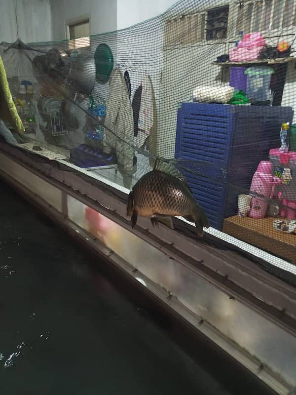 Suplayer ikan mas cirata - Image 1