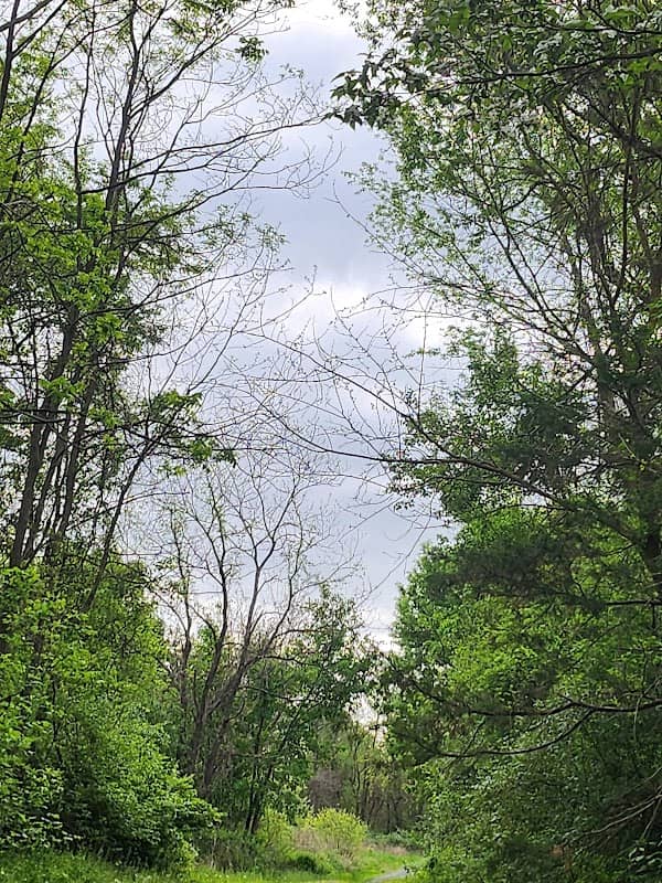 Blue Trail - Image 1