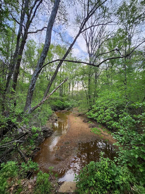 Blue Trail - Image 2