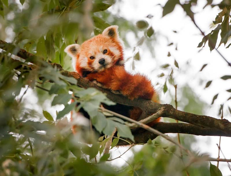 Odense Zoo - Image 2