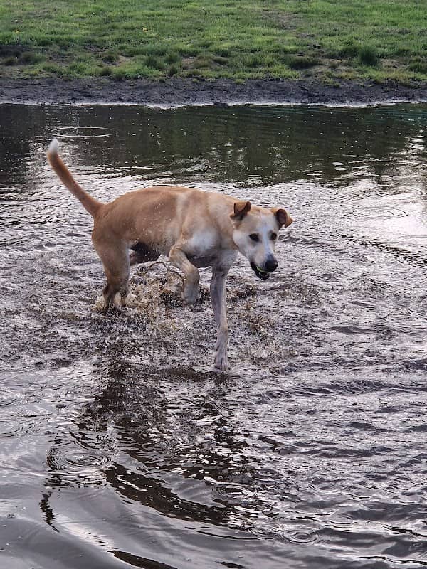 Christmas Hill Dog Park - Image 2