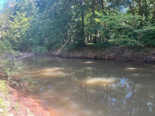 Sipsey River Swamp-South Forever Wild Tract - Image 2