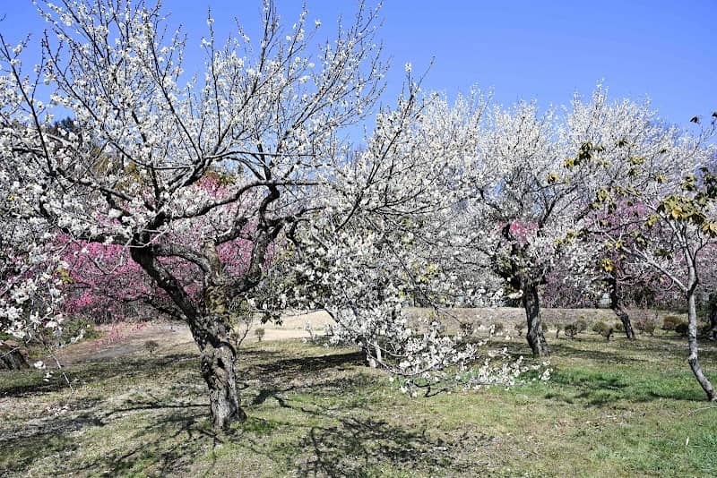 鹿沼錦鯉公園梅林 - Image 1