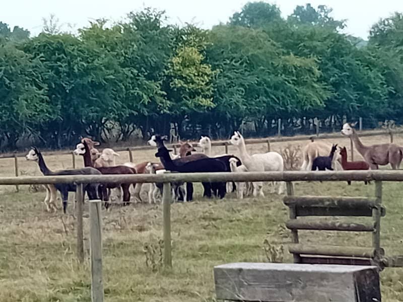 AVALON ALPACAS @ Crabtree Orchard - Image 1