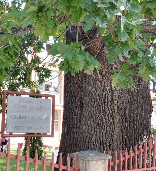 Stejarul de la Târgu Neamț - Image 1