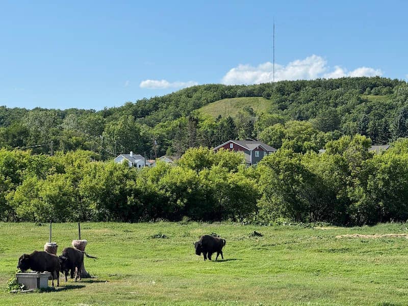 Minnedosa Bison Park Viewing Area - Image 1