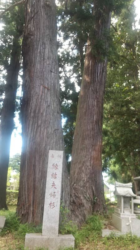 縁結夫婦杉 - Image 1