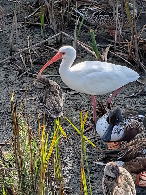 Port Aransas Nature Preserve at Charlie's Pasture - Image 2