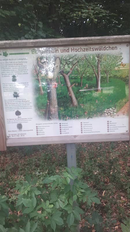 Hochzeitswald Friesenheim - Image 2