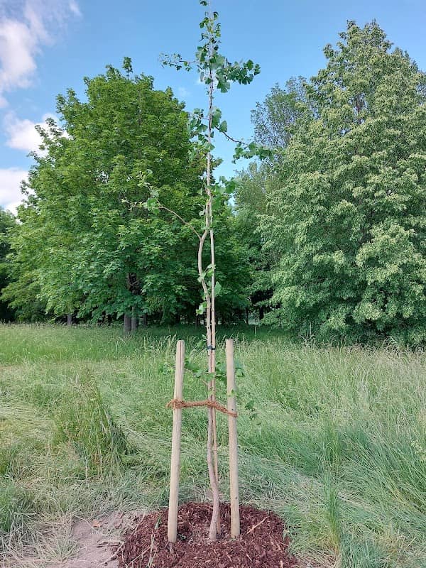 Hochzeitswald Friesenheim - Image 1