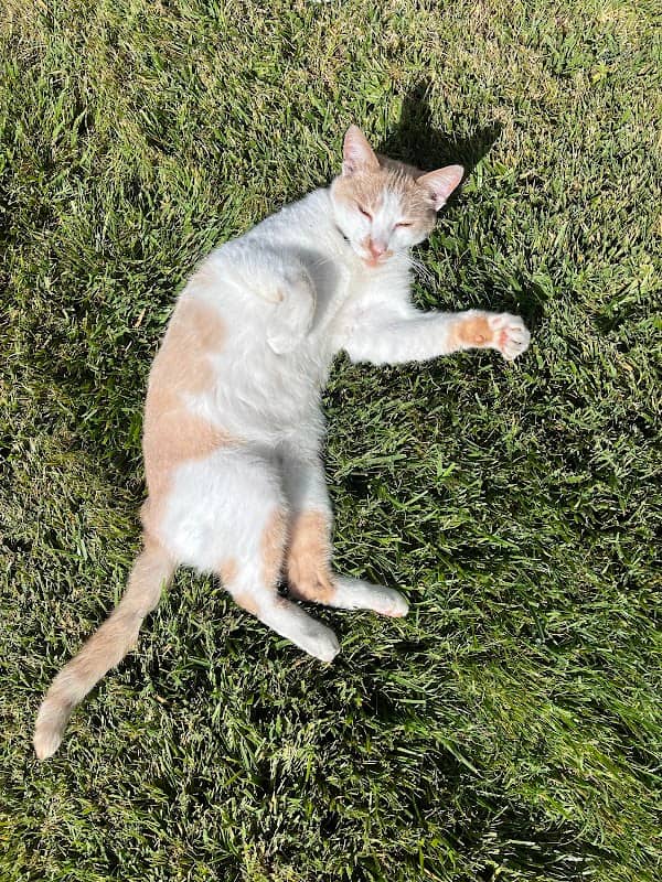 Sunny the Cat - Image 1