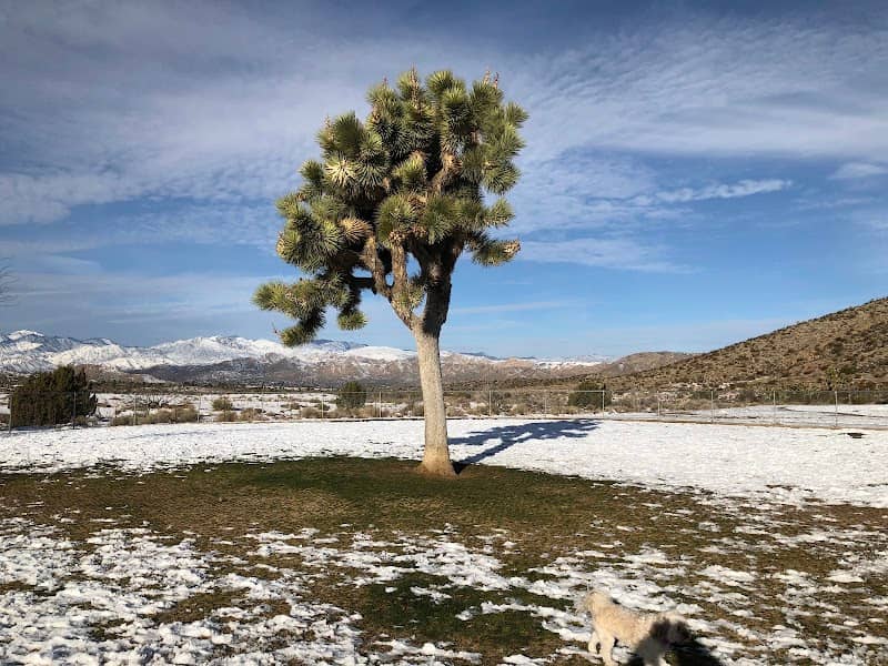 Dog Park - Image 2