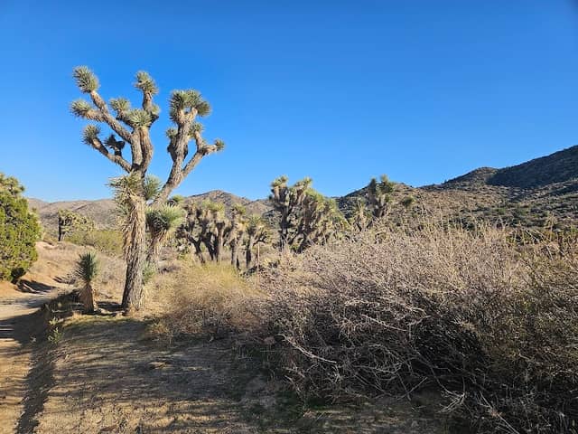 Stargazing near Joshua tree & Yucca Valley - Image 1