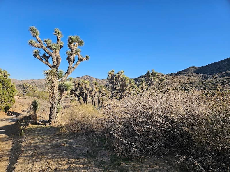 Stargazing near Joshua tree & Yucca Valley - Image 1