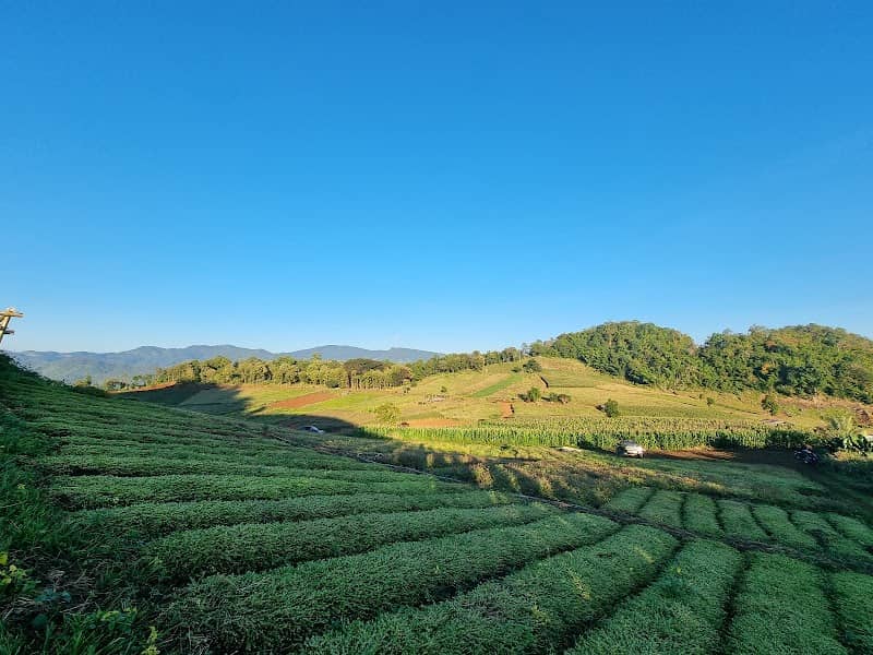 Phu Wayi Flower Farm - Image 1