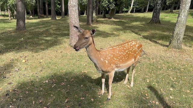 Wildtiergehege am Rödlasberg - Image 1