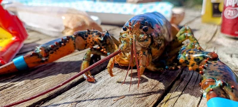 Lobster piknik point - Image 2