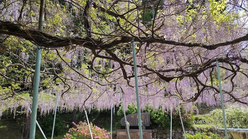 Wisteria at Furuko Falls - Image 1