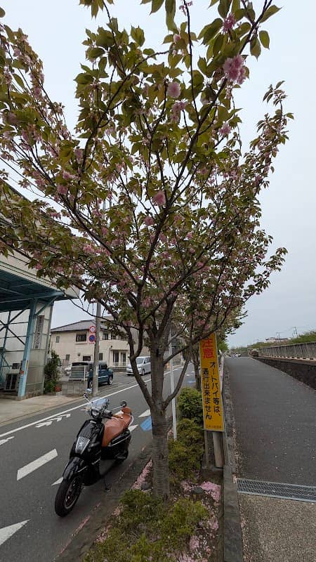 関山桜(カンザンザクラ) - Image 1