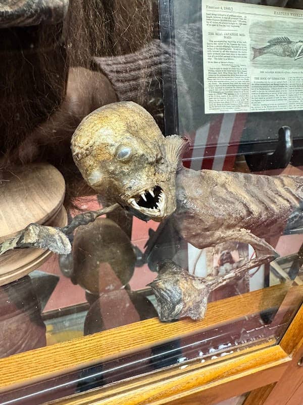 The Oddities Museum, Inc - Image 3