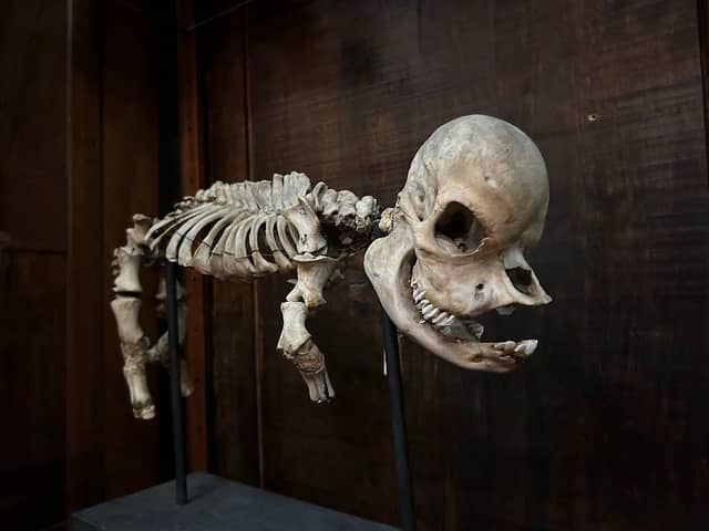 The Oddities Museum, Inc - Image 2